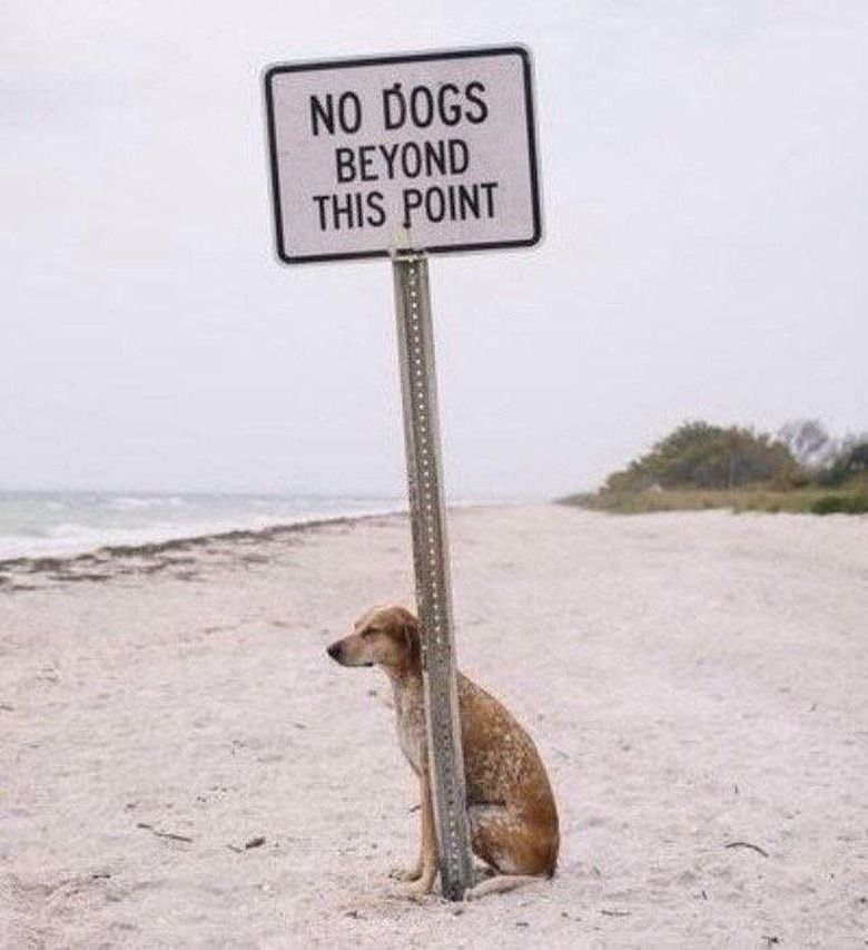 dogs next to no dogs allowed sign