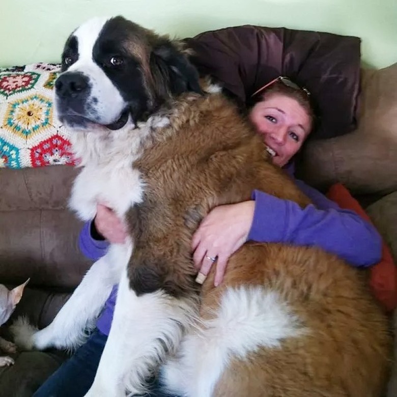 big dog sits on woman