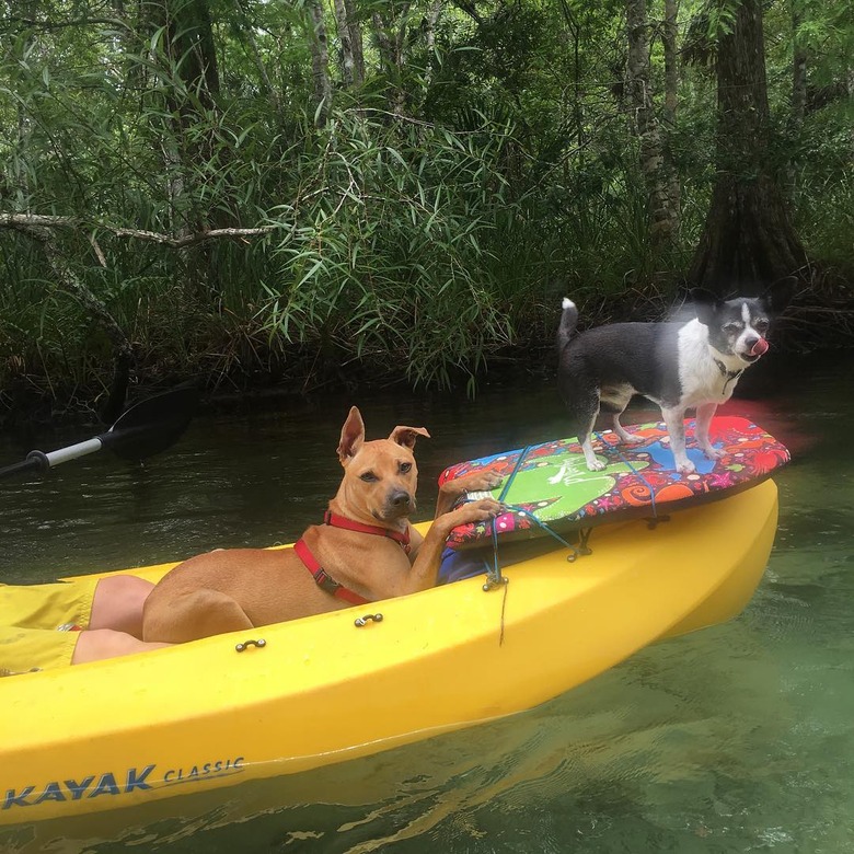 dogs on a kayak