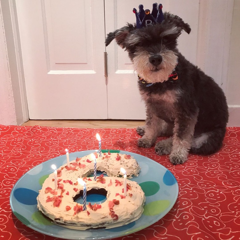 dog eats birthday cake