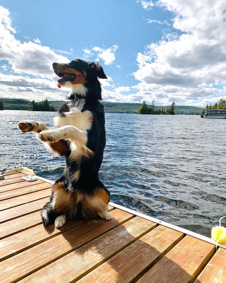 dog on hind legs doing a dance