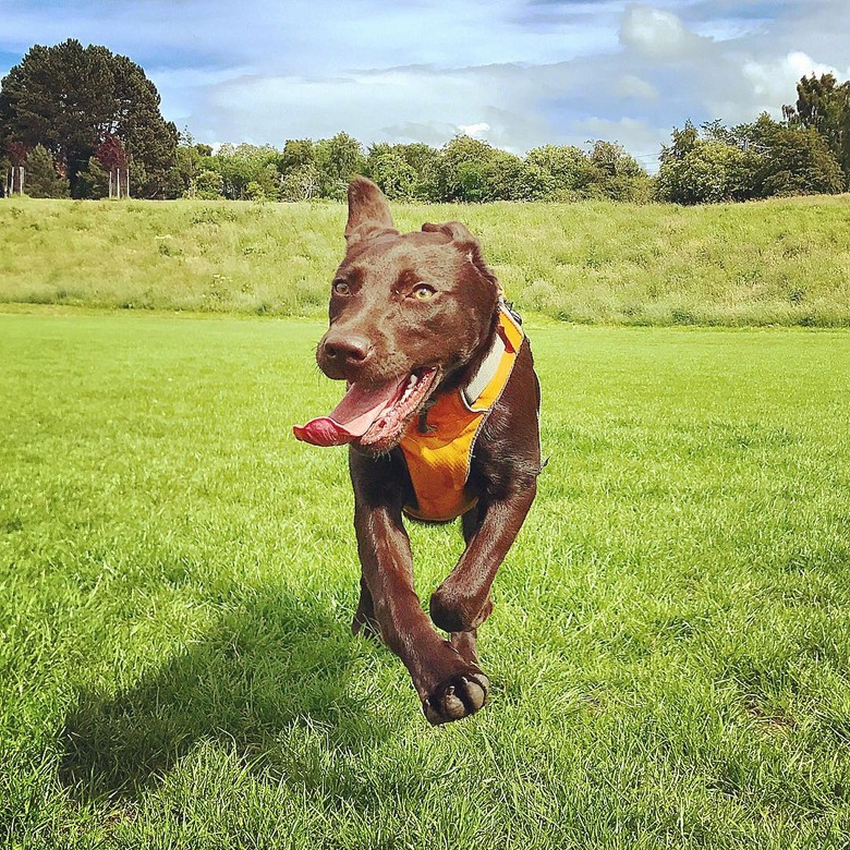 happy dog running free