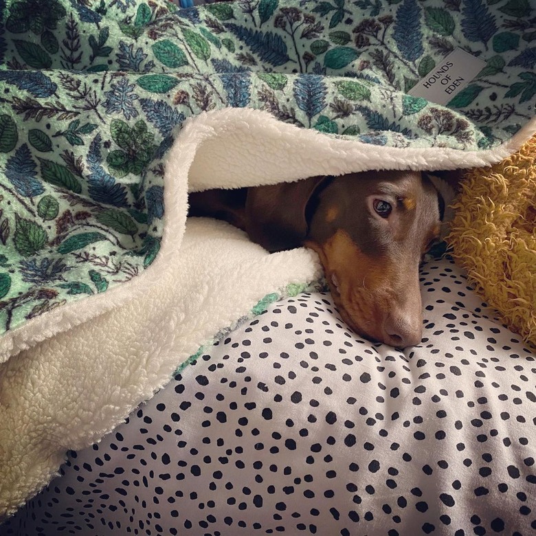 dog sleeping under blanket