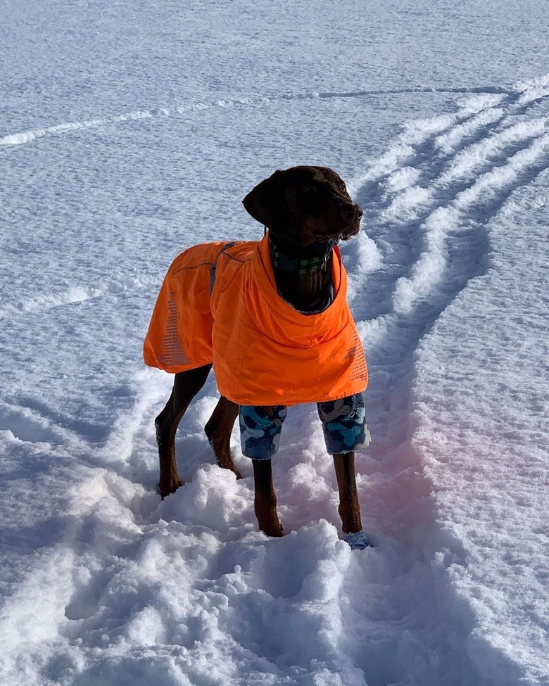 dog running around on frozen lake