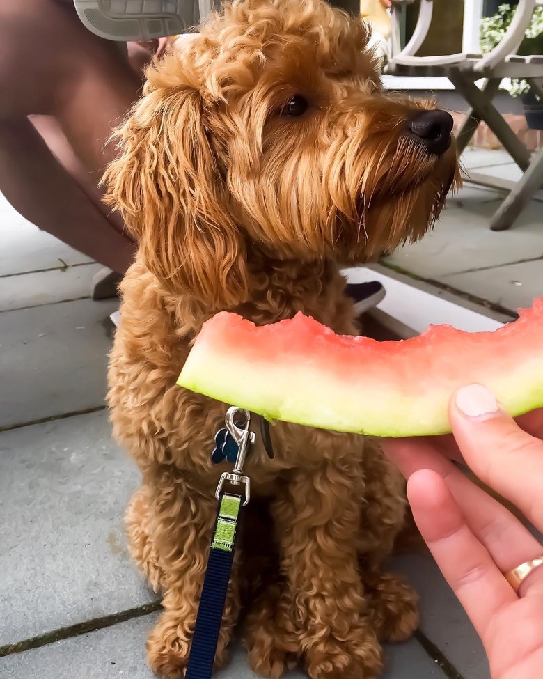 person handfeeds dog watermelon slices