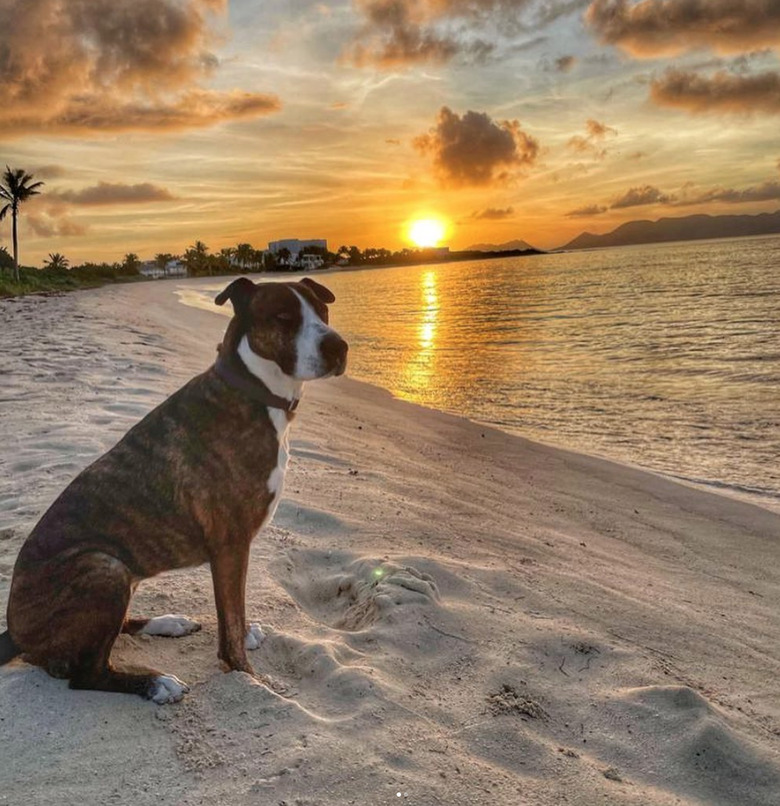 dog watching sunrise and sunset