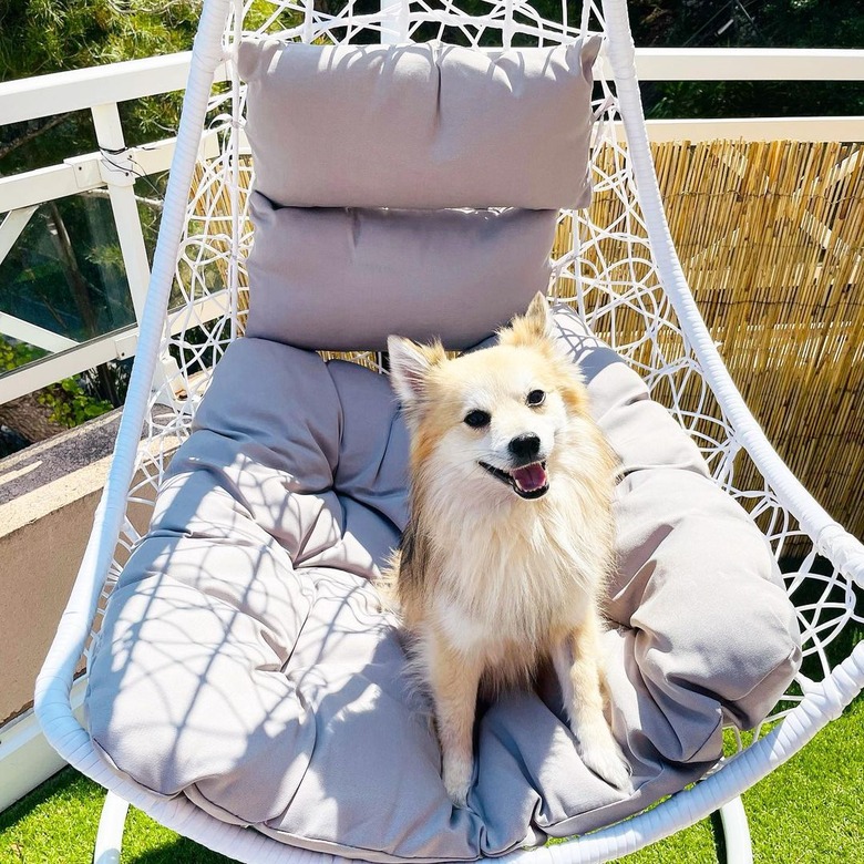 dog sitting in comfy chair