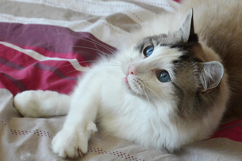 Ragdoll cat portrait France