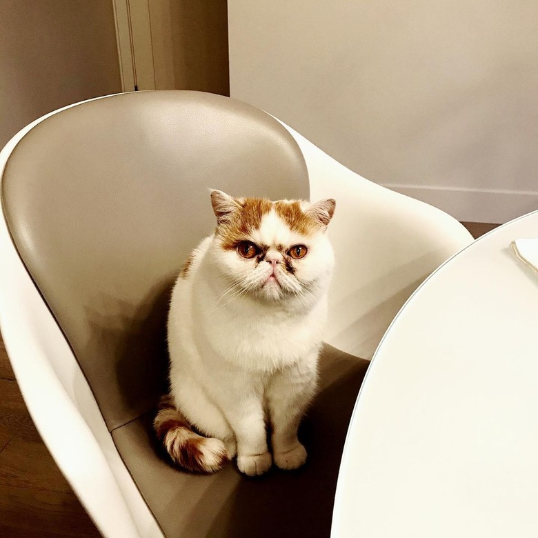 cat at dinner table waits for food