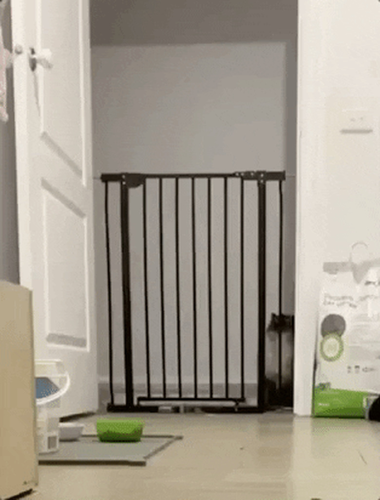 cat jumps gate