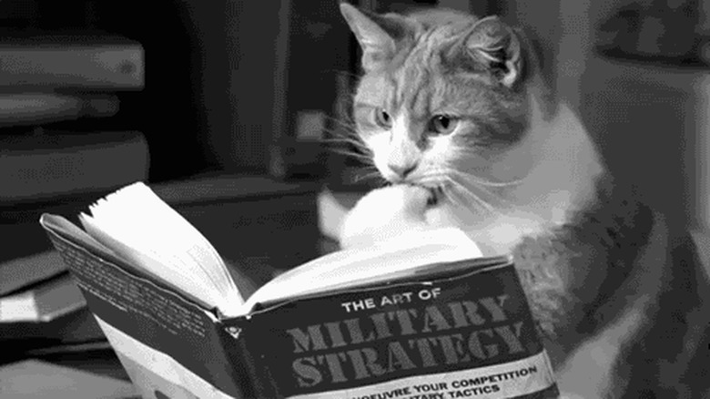 cat reading a book about military strategy