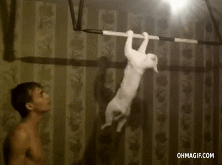 cat does pullups in underground fight club