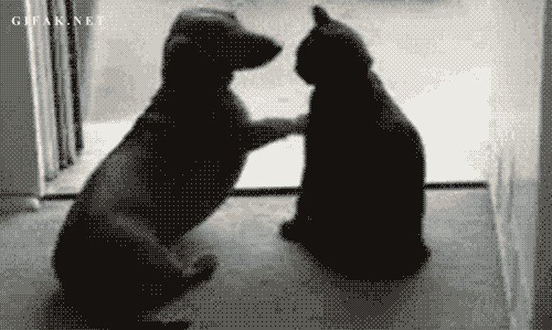 cat tells dog to stop petting