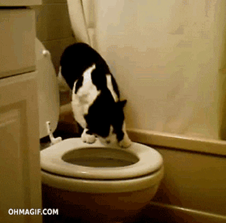 cat pees in toilet like human