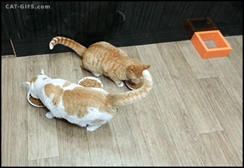 cat blocks other cat from plate of food