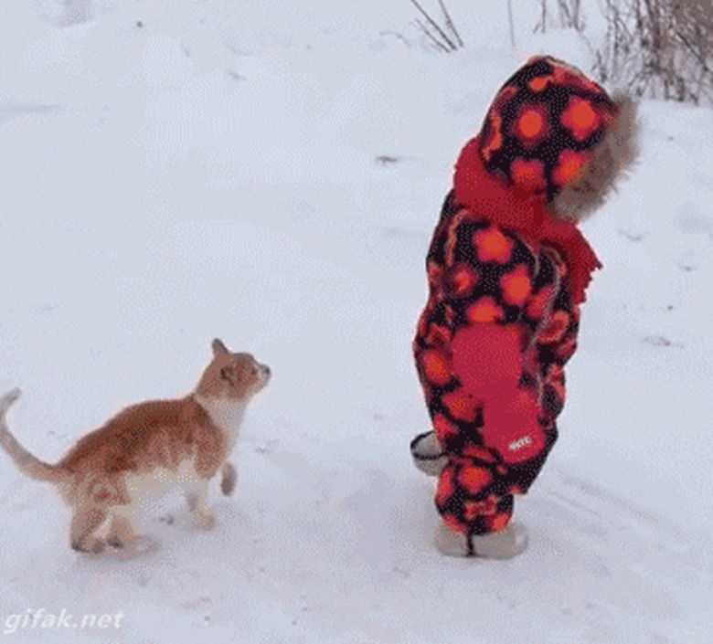 cat tackles human baby