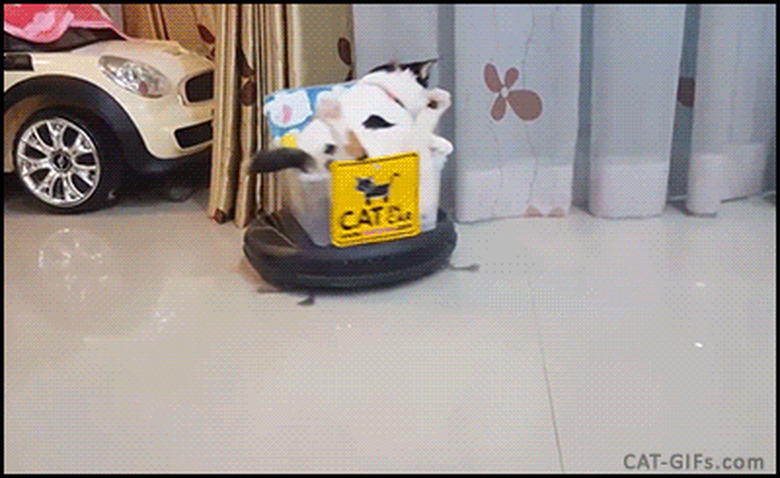 cat riding roomba