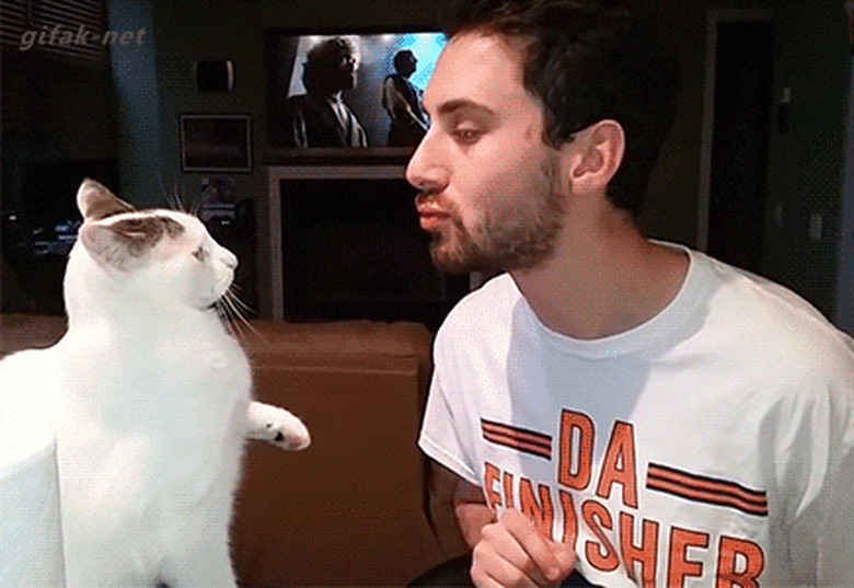 cat smacks man who wants kiss