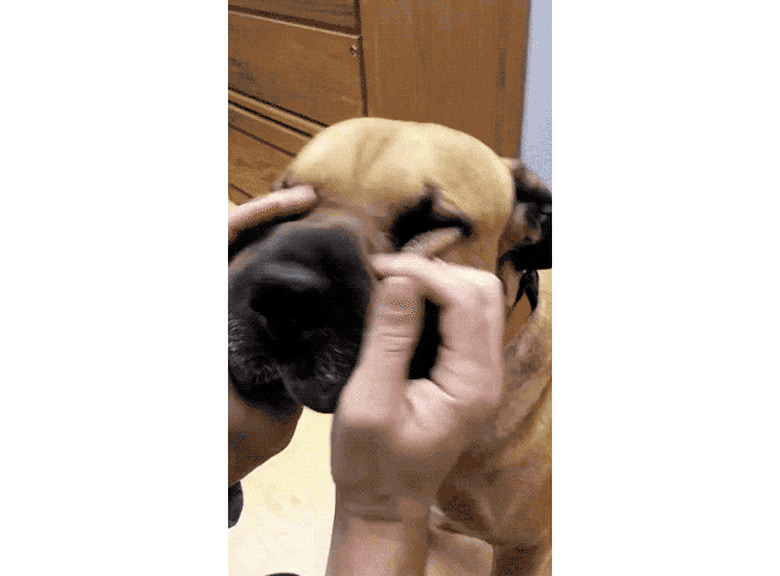 dog with squishy face