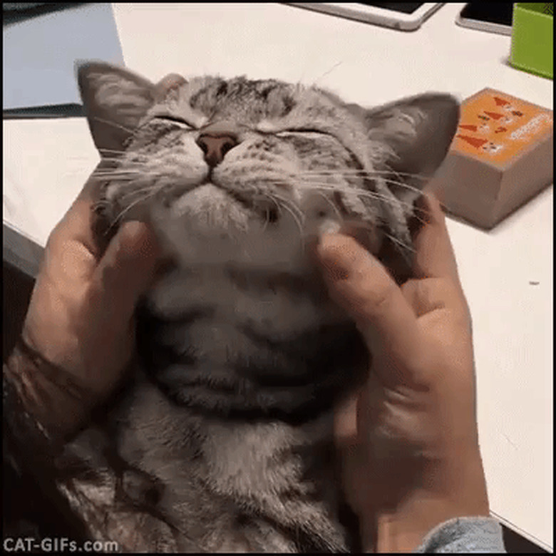 man squishes cat's face