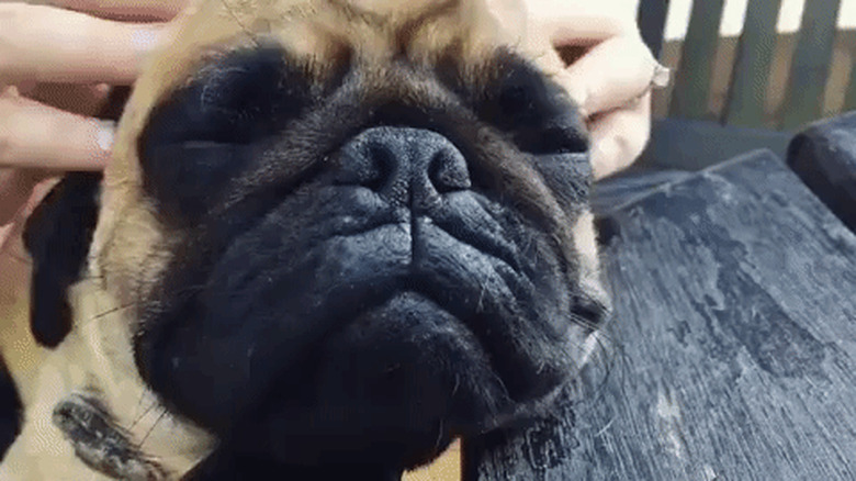 pug gets head rub