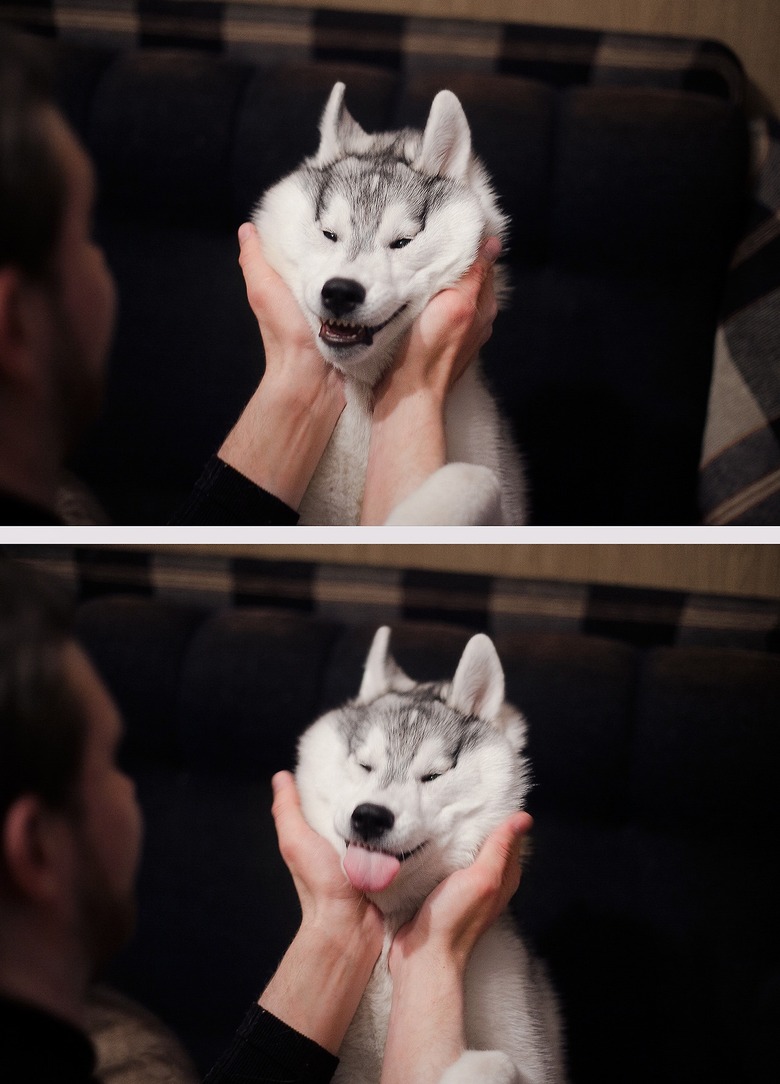 Dog having its face squished and sticking out its tongue.