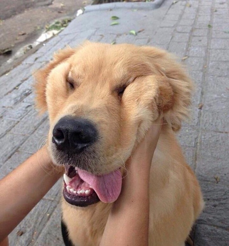 Dog with saggy cheeks gets its face squished.