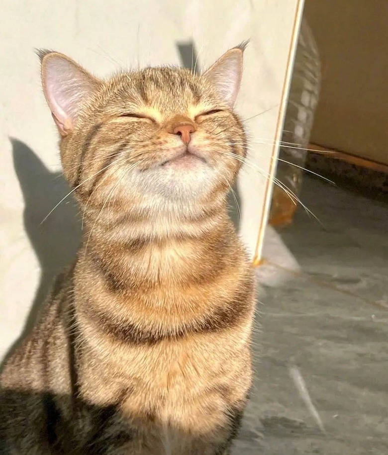 cat enjoys sun bath.