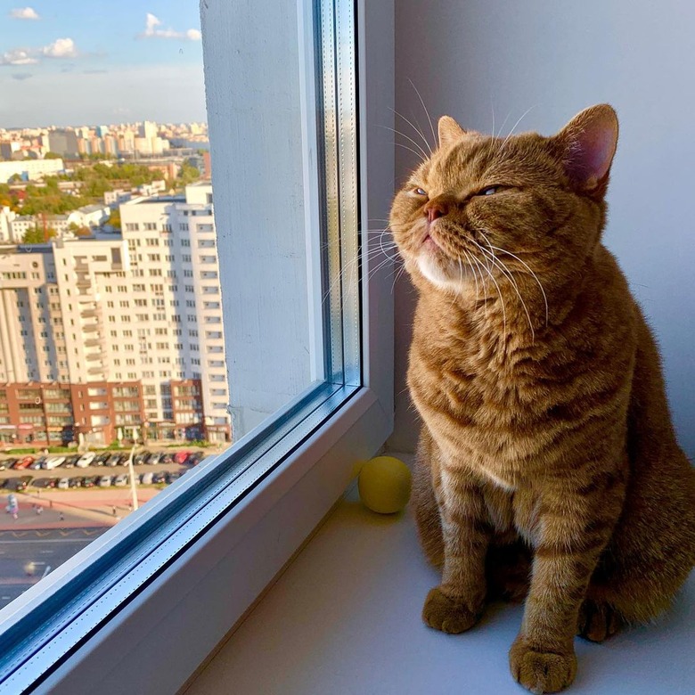 orange cat staring at sun from an apartment.