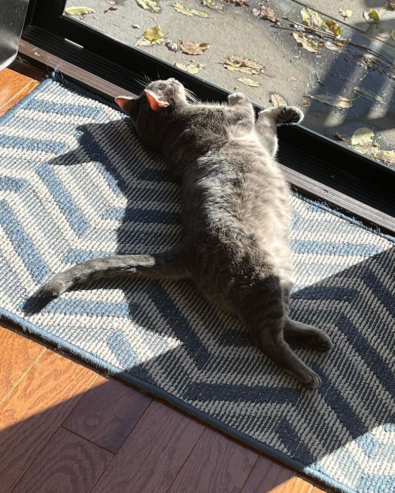 cat catching sunny rays by a window indoors.