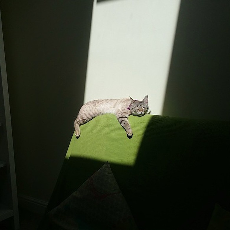 gray cat sleeping on green couch.