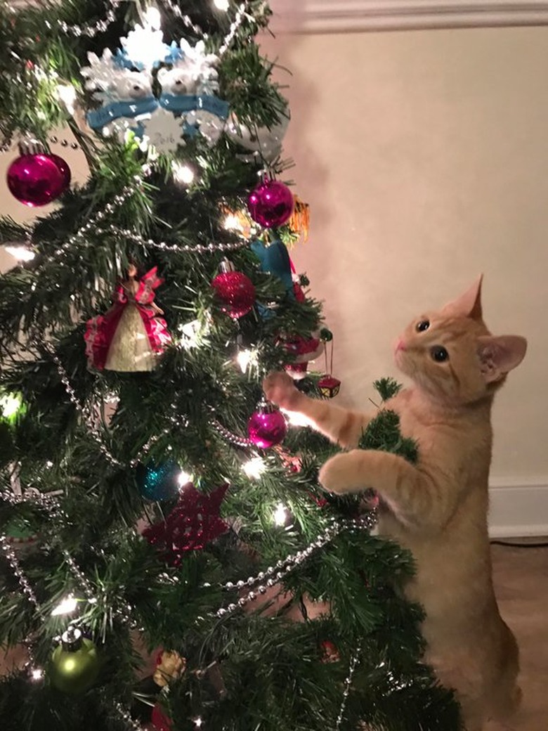 Kitten looking at Christmas tree