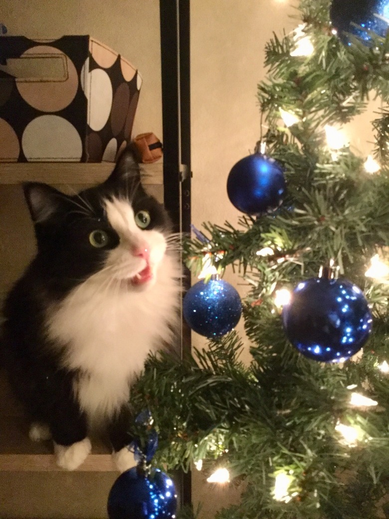 Cats destroy christmas tree hotsell