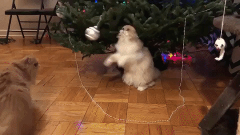 cat pawing at christmas tree ornament