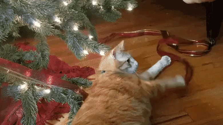 cat freaks out under Christmas tree