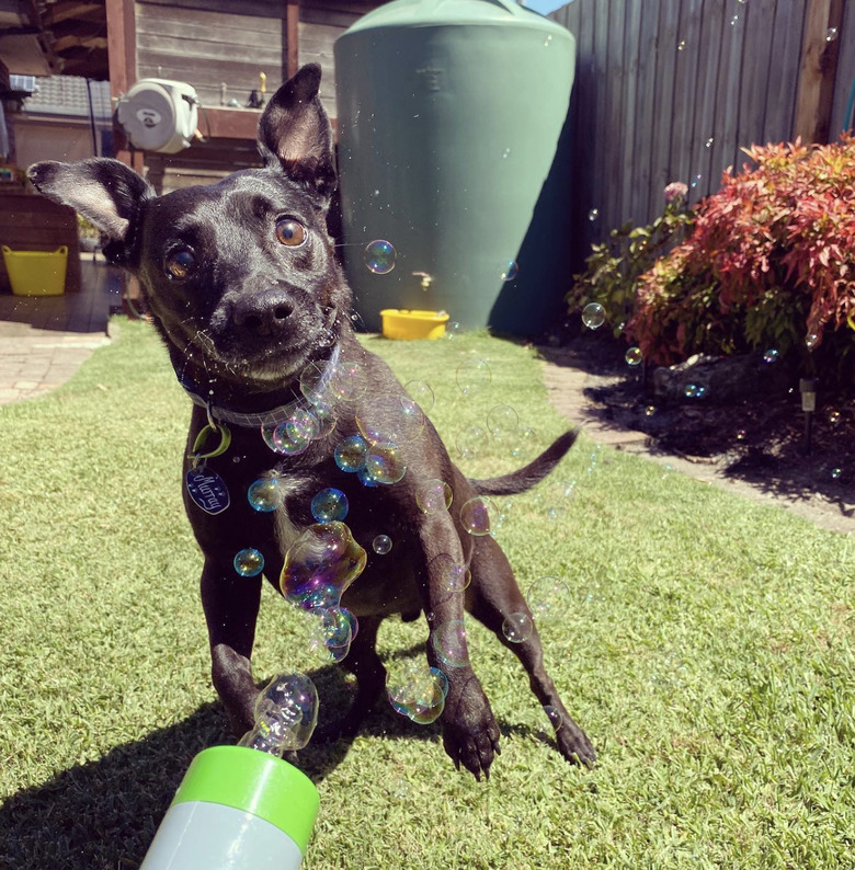 A black dog is looking surprised at a bubble gun.