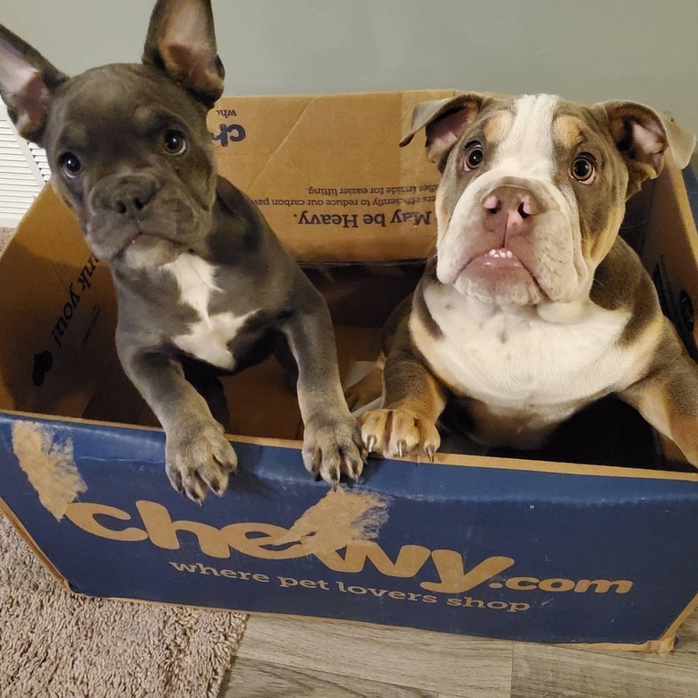 Two French bulldogs in cardboard box.