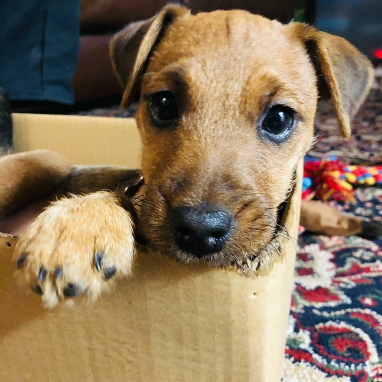 puppy looks cute in box.