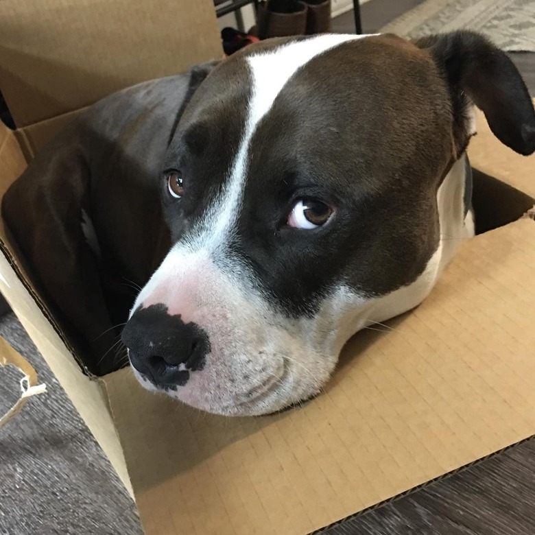 dog in box seems pretty happy with himself.