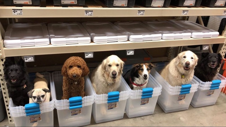 7 dogs in 7 plastic bins.