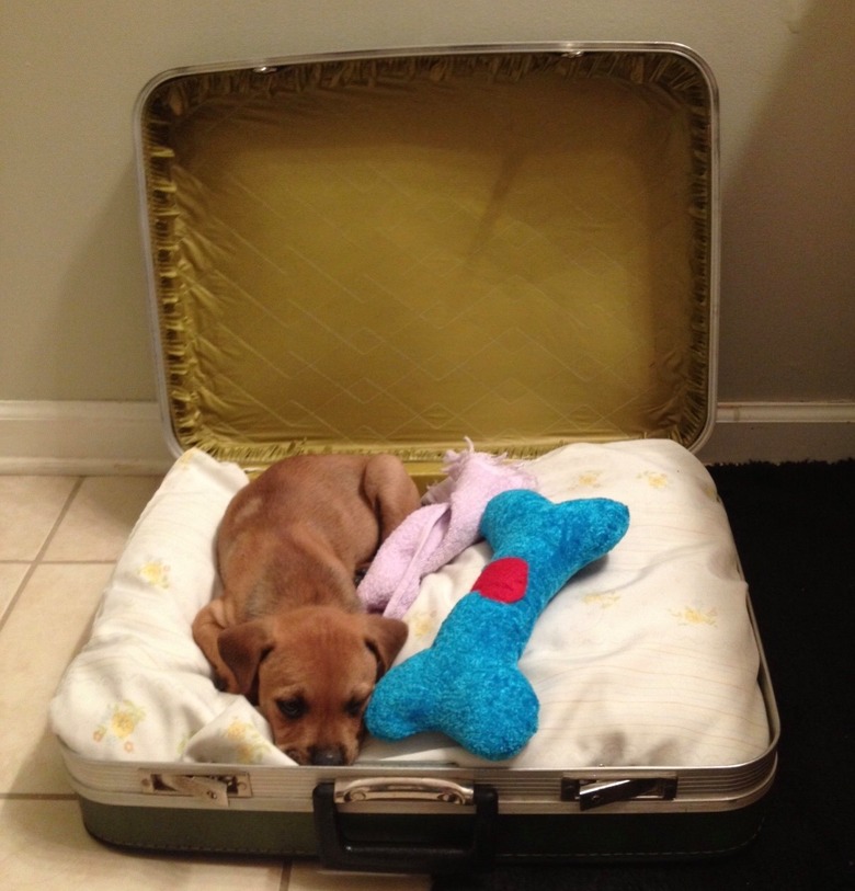 puppy sleeping in suitcase.