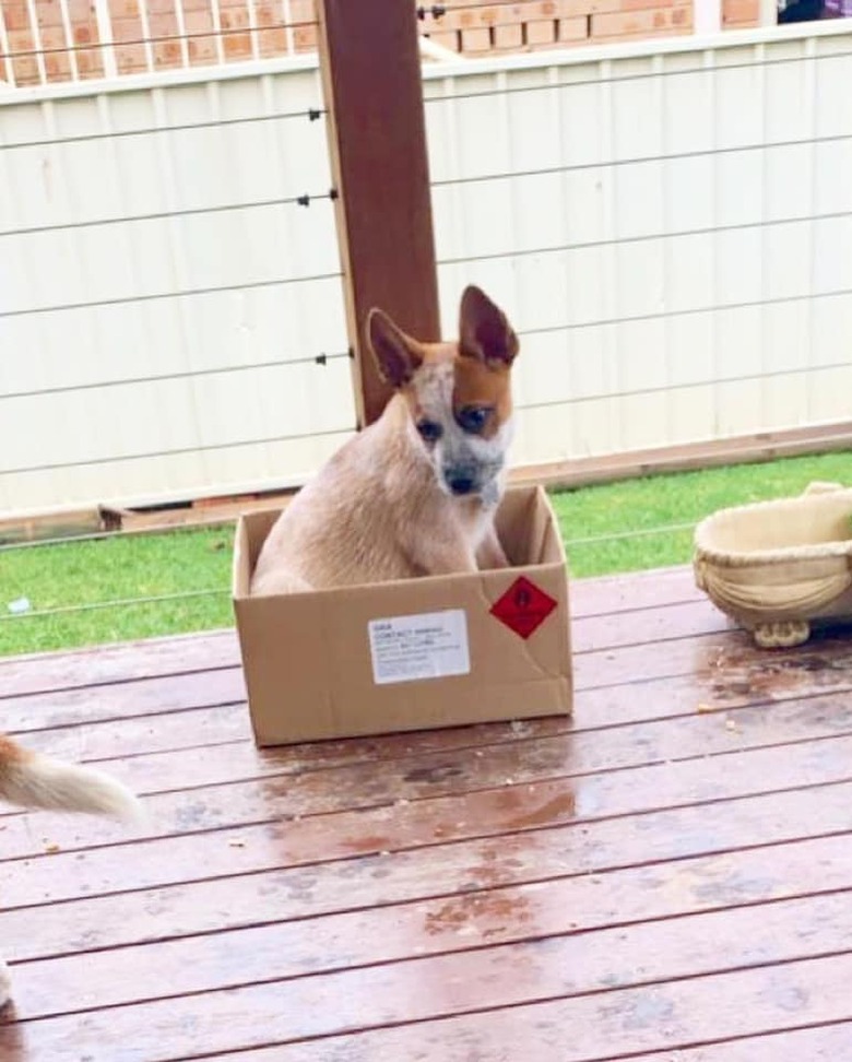 dog in box on picnic table.