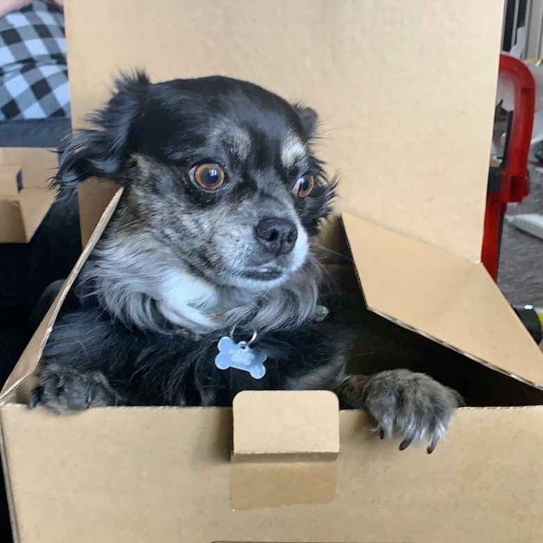 dog pokes head out of box but doesn't like what he sees.