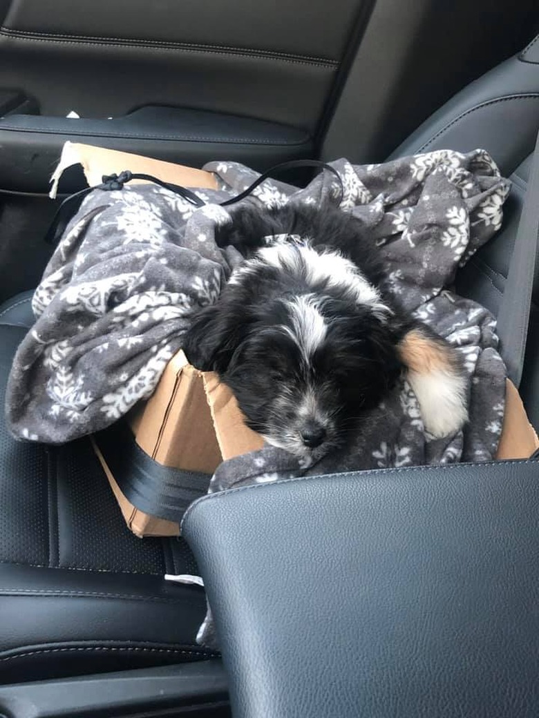 dog napping in blanket box.