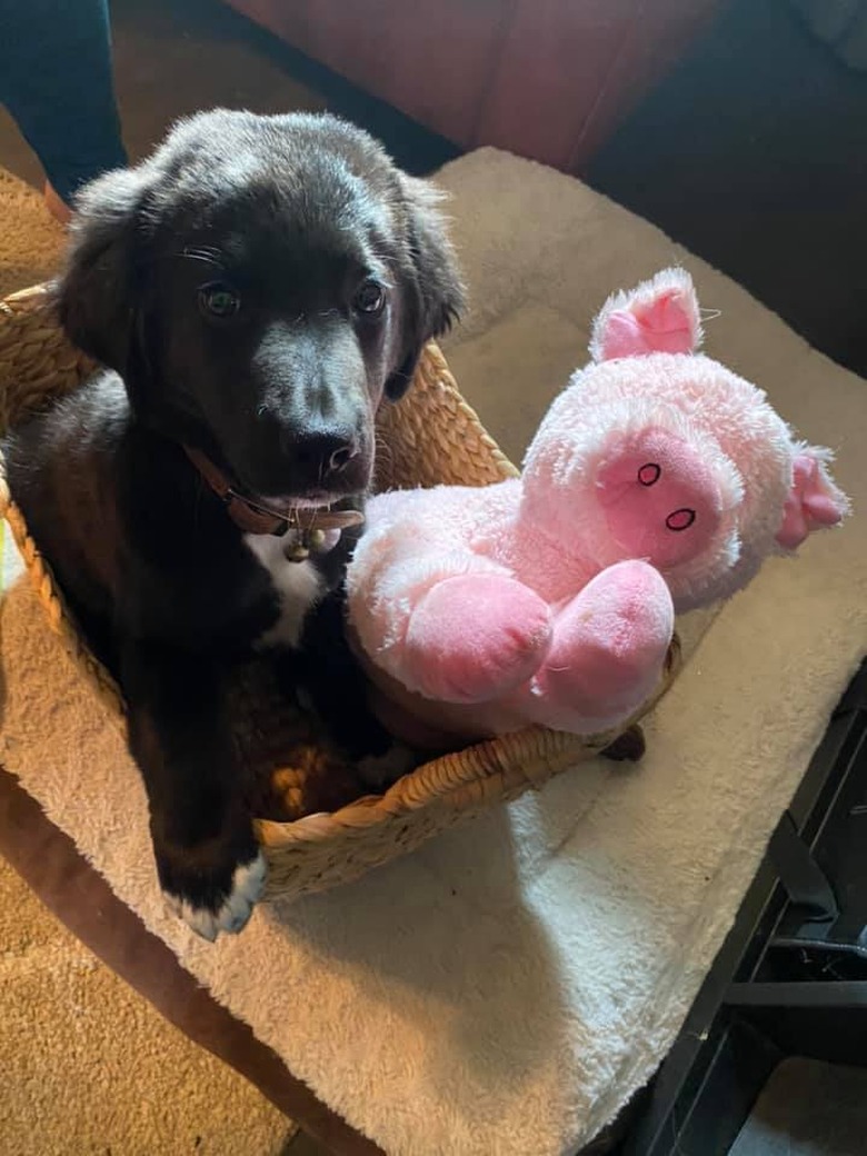 dog and stuffed pig in basket.