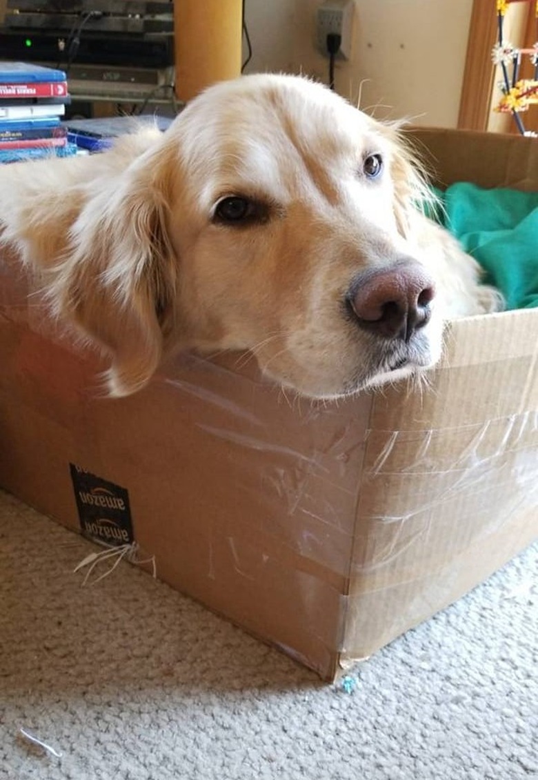 dog rests head on corner of box.