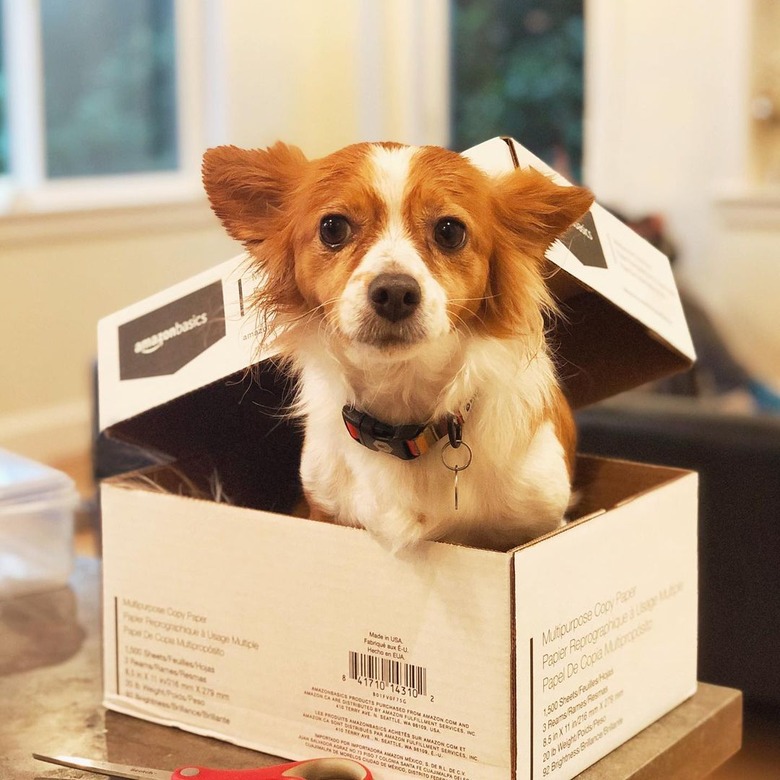 dog pokes head out of box.