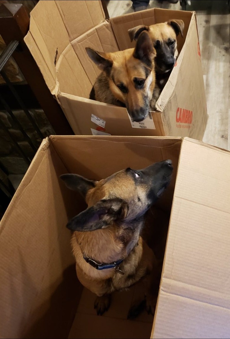 dogs hanging out in boxes.