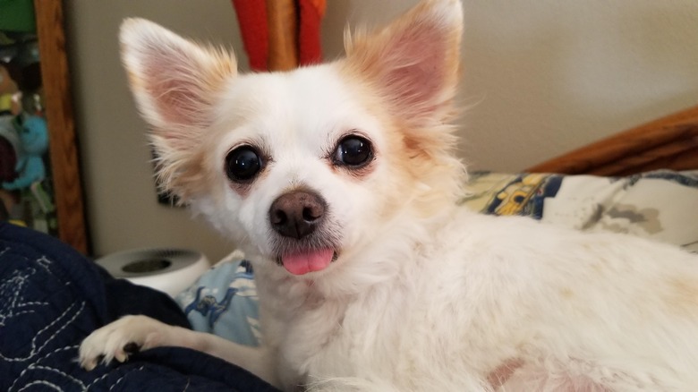 Sleepy dog with its tongue sticking out.