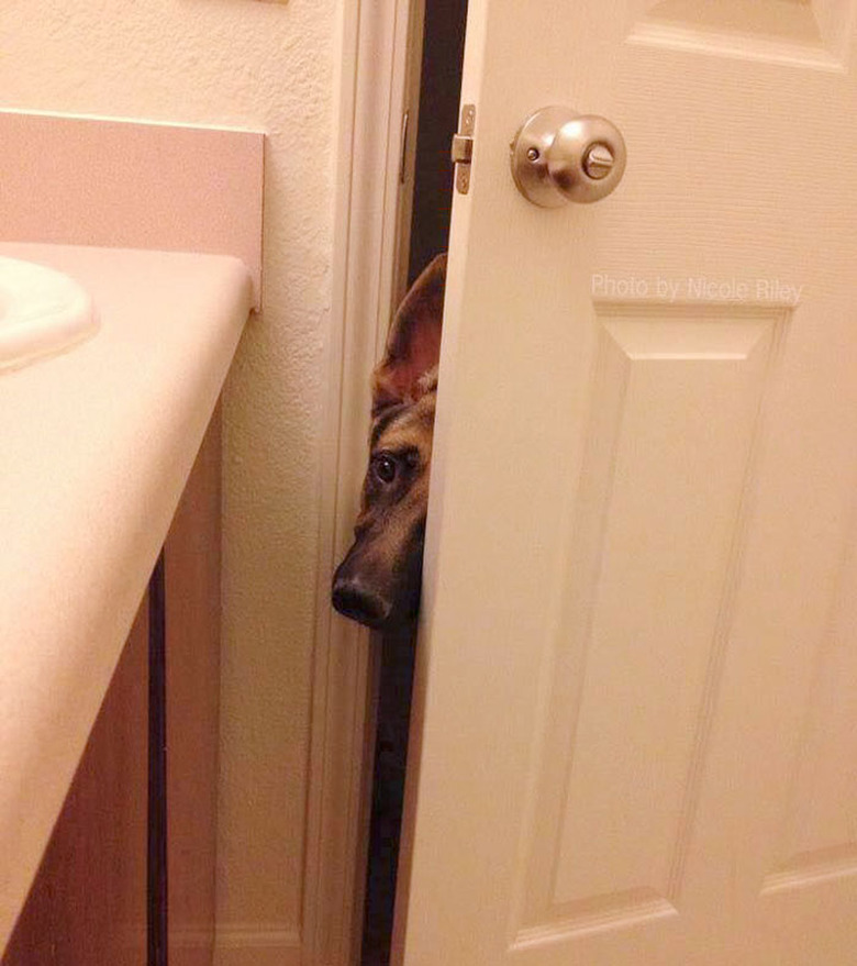 Dog pokes head into bathroom.